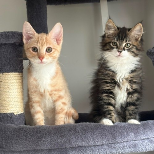 Avril & Sunny - Domestic Medium Hair (DMH) x Domestic Short Hair (DSH) Cat