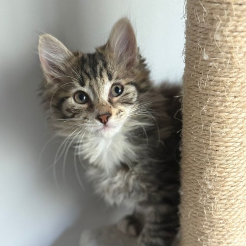 Banksi - Domestic Medium Hair (DMH) Cat