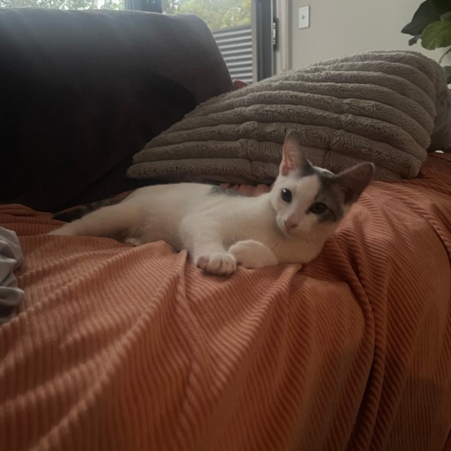 Photo of Toulouse