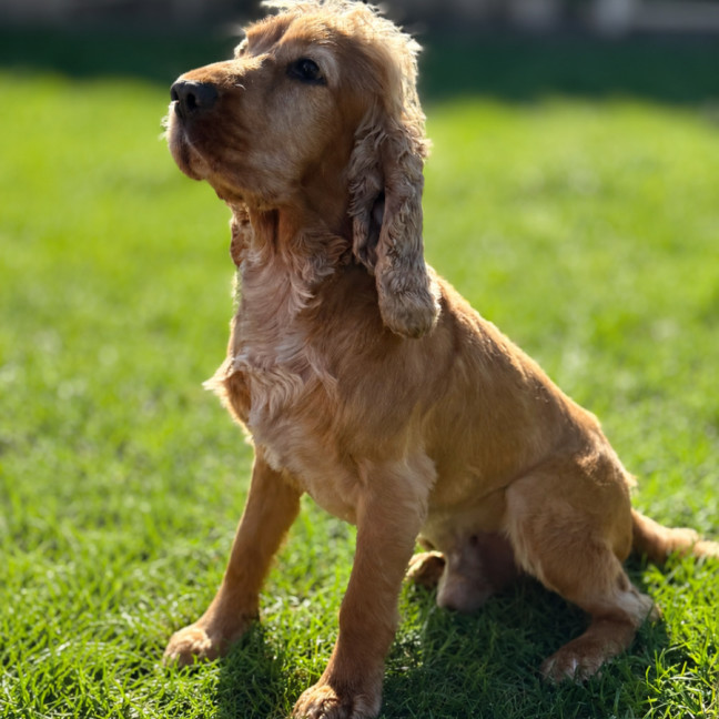 Photo of Winston