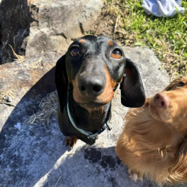 Photo of Roxy