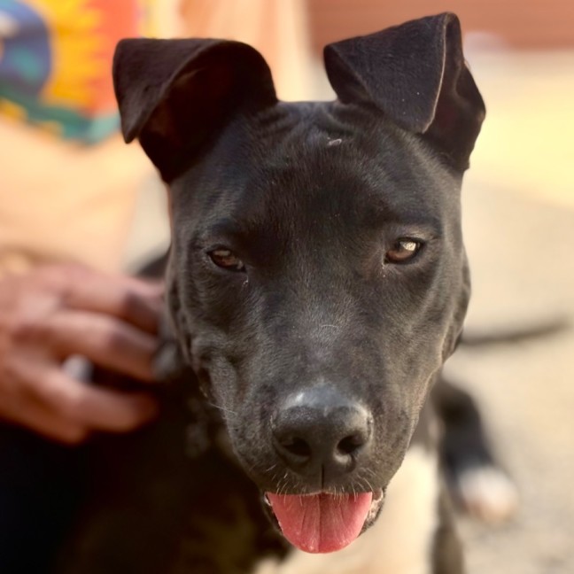 Photo of 🐾 Scout 🐾