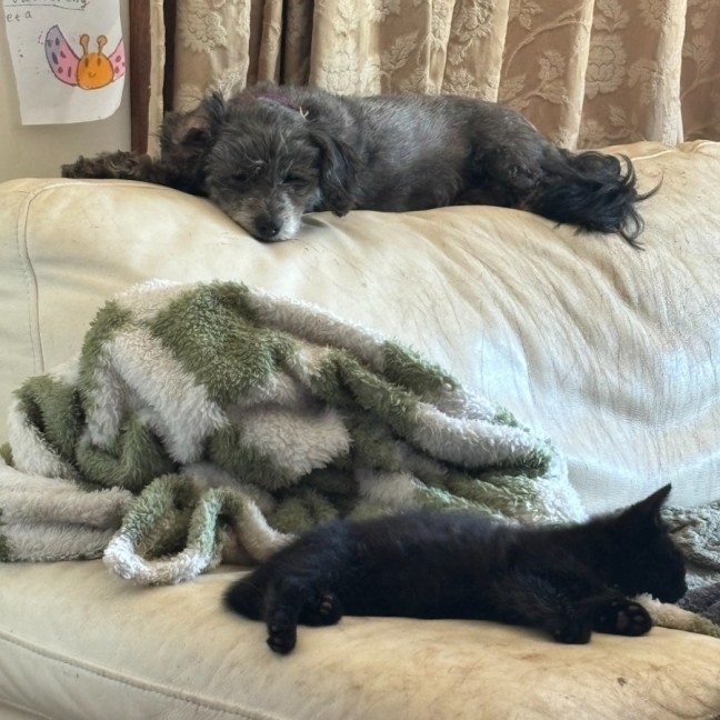 Photo of Mopsey & Topsey