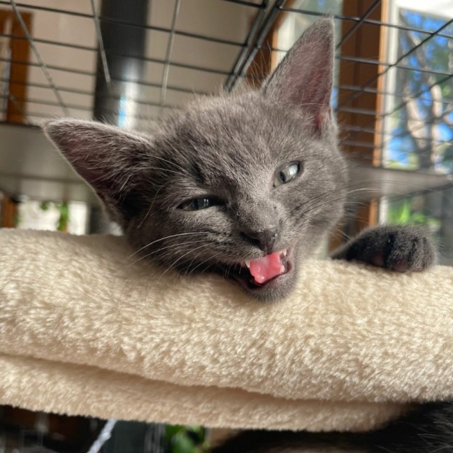 Photo of Linus