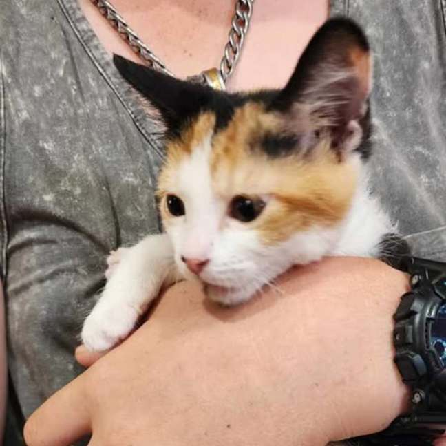 Photo of Rose