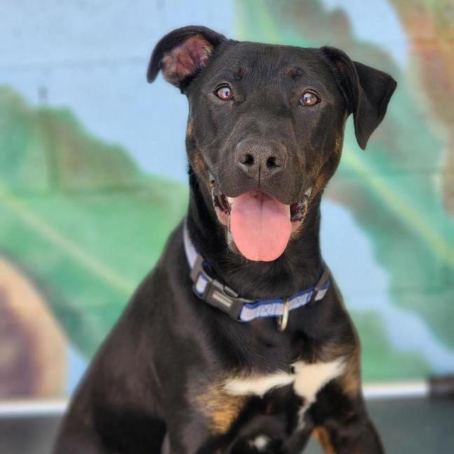 Photo of ⚽ Scrappy Doo 6610 ⚽