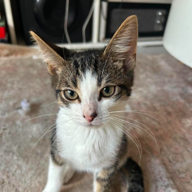 Photo of Oliver