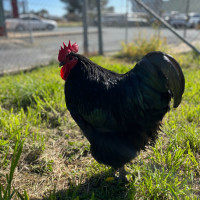 Photo of 🐓 Torino