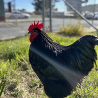 Photo of 🐓 Torino