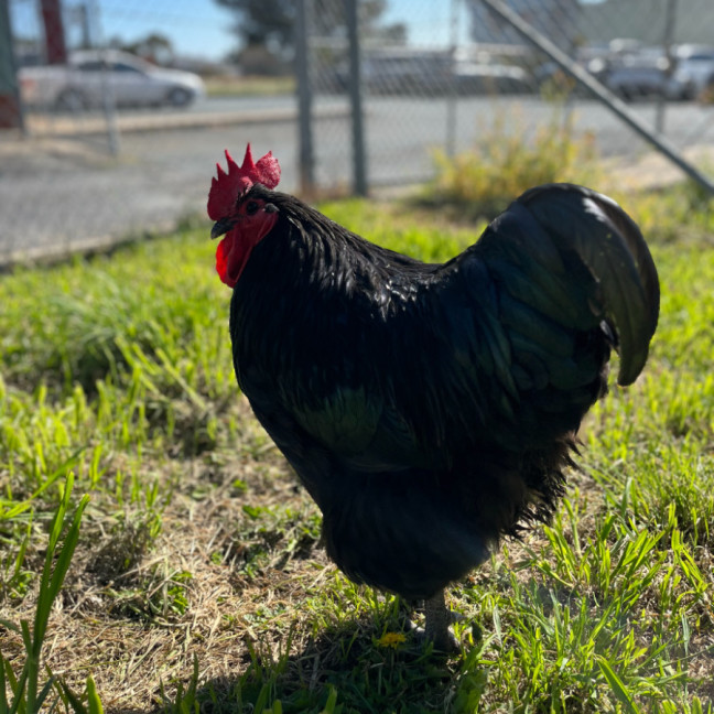 Photo of 🐓 Torino