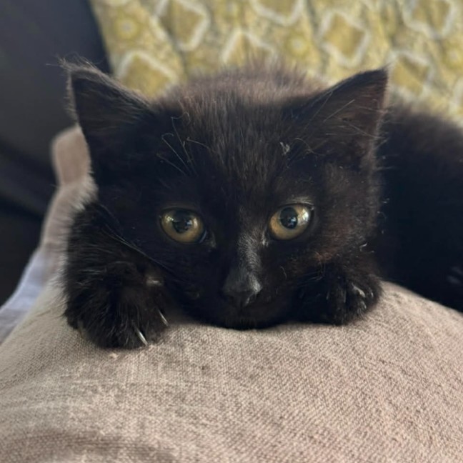 Photo of Nyx