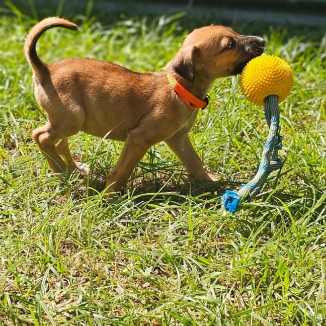 Photo of Uno