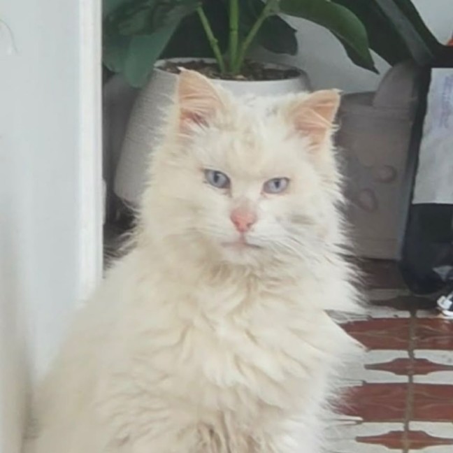 Photo of Sugar