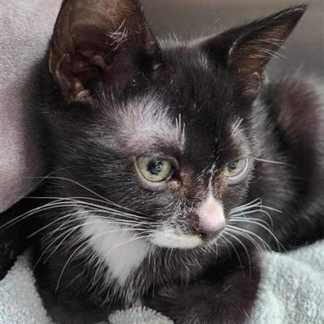 Photo of Chaussette (Socks)