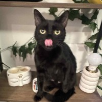 Photo of Olive🫒* 9 Lives Project Rescue*