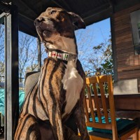 Photo of Skipbo