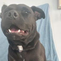 Photo of Rocky