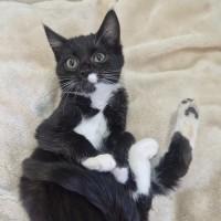 Photo of Bailey