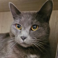 Photo of C1186 Trixie