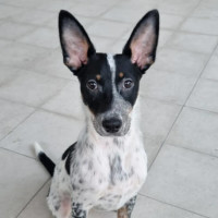 Photo of Josie