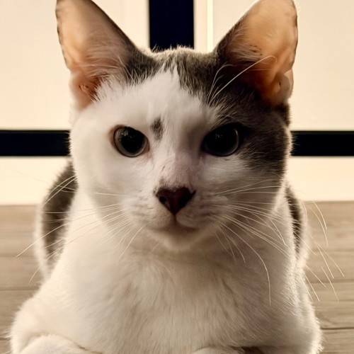 Ace - Domestic Short Hair (DSH) Cat