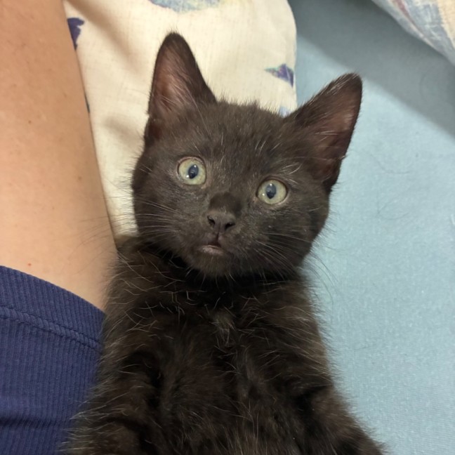 Photo of Eli & Salem   9 Week Old Domestic Short Hair