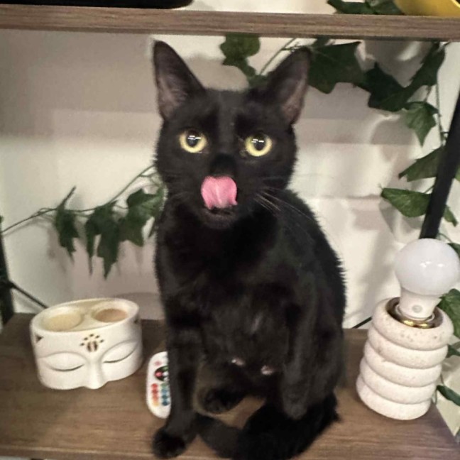 Photo of Olive🫒* 9 Lives Project Rescue*