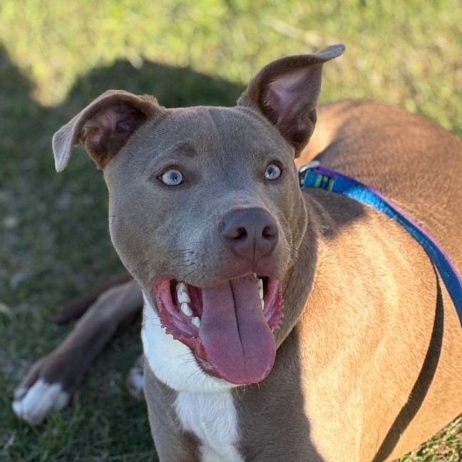 Photo of Bodhi 🐾🐾🐶🐶