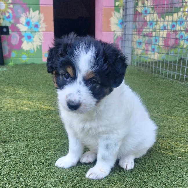 Photo of D1186 Peanut