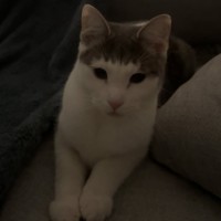 Photo of Frankie *9 Lives Project Rescue*
