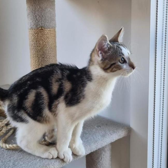 Photo of Oreo