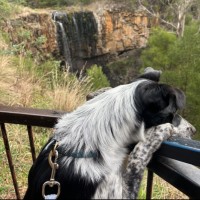 Photo of Pip