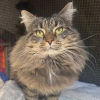 Photo of Wicket