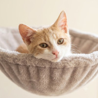 Photo of Daphne
