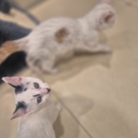 Photo of Yin And Yang