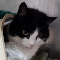 Photo of Daisy