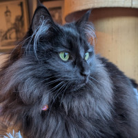 Photo of Truffles