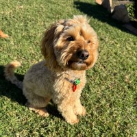 Photo of Frankie