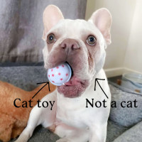 Photo of 🧚‍♀️pixie🧚‍♀️