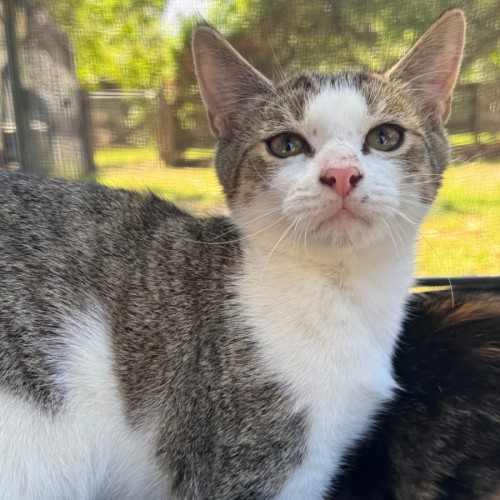 Tanner - Domestic Short Hair (DSH) Cat