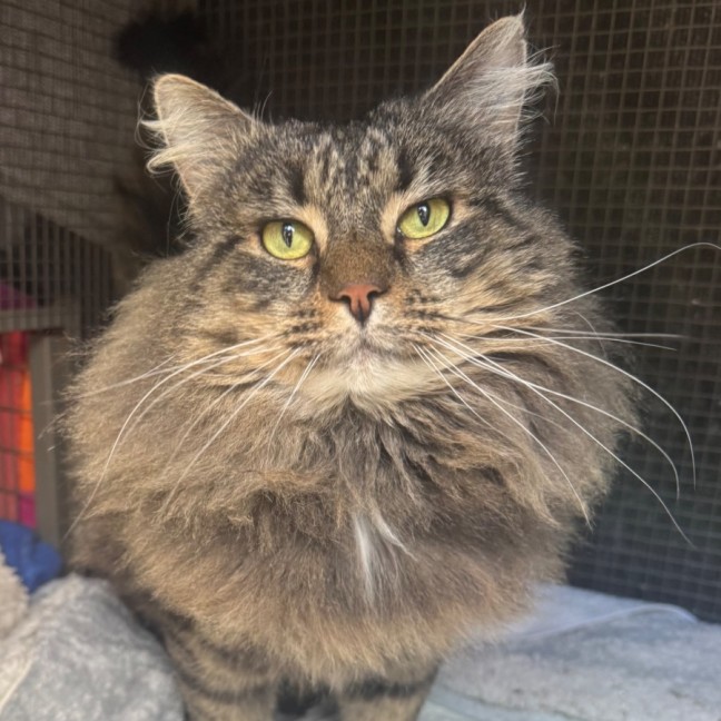Photo of Wicket