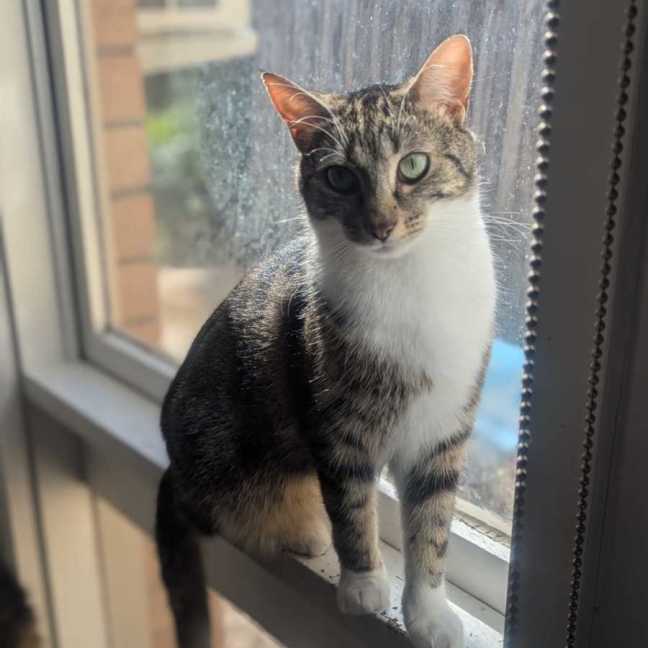 Photo of 🐭 Styx 🐭