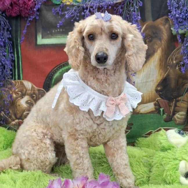Photo of Dolly