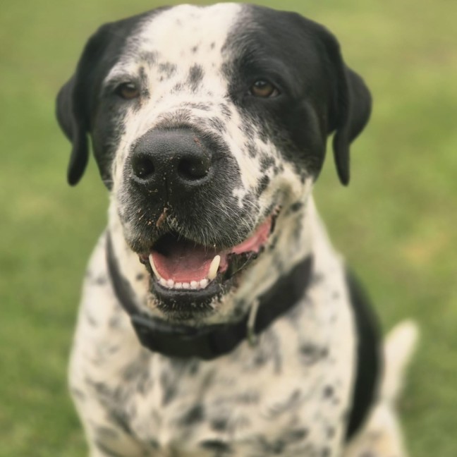 Photo of Diego & Gypsy