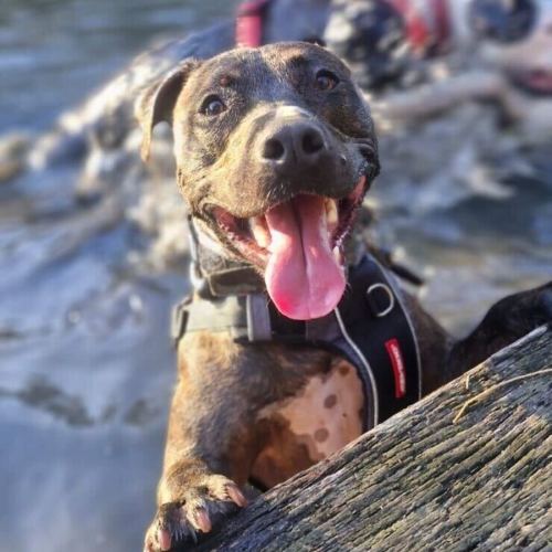 Remco - American Staffordshire Terrier Dog