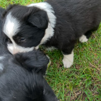 Photo of Flynn