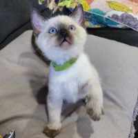 Photo of Milo
