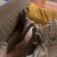 Photo of Konrad, The Young And Blue Greyhound