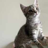 Photo of Brussel Sprout   Located In Northcote