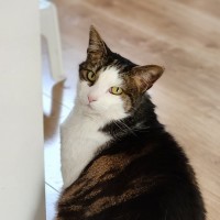 Photo of Zira ^^Dandy Cat Rescue^^